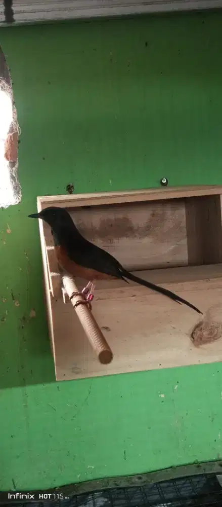 Jual murah Medan betina mapan