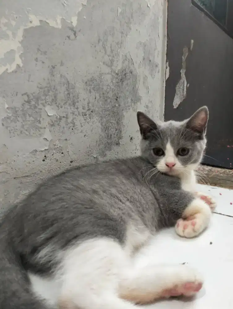 Kucing BSH Bico Blue (Betina)