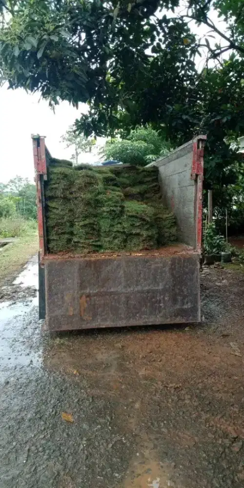 Rumput taman . Rumput jepang . Siap di order siap kirim kirim