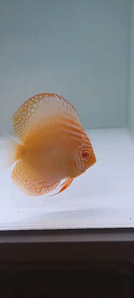Discus albino turquoise
