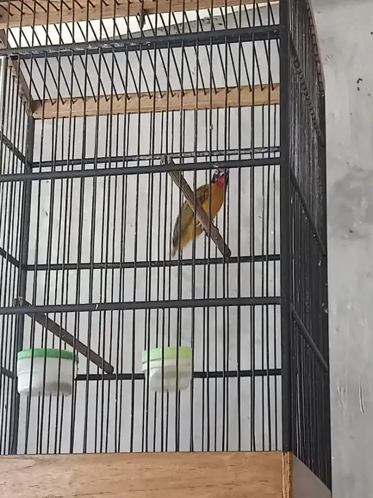Burung kutilang emas voer sudah bunyi