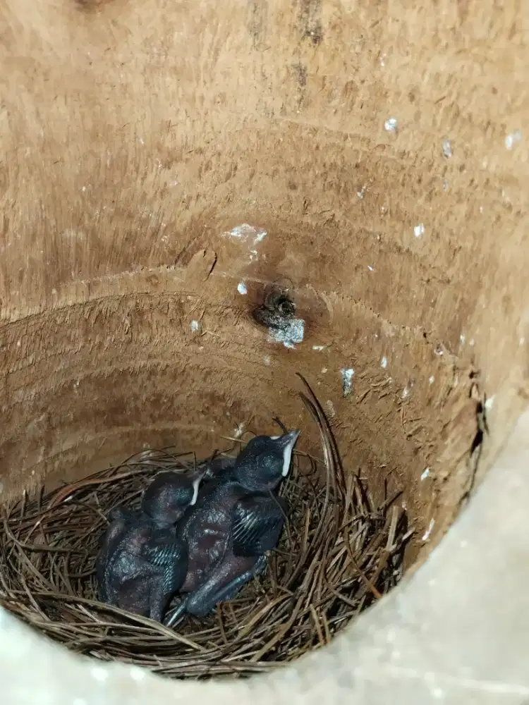 Jual indukan kacer 2xb produksi lancar tertarik 123 sesuay fto mtap