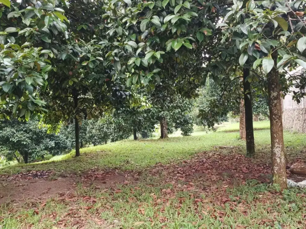 Tanah Murah Dekat ke Presiden Prabowo Bojong Koneng Sentul City