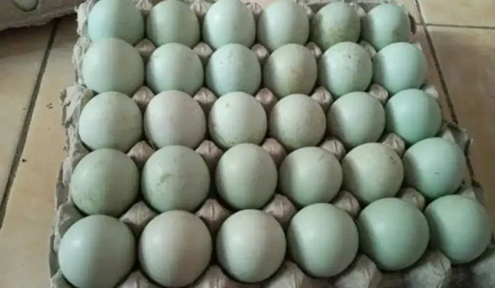 Jual telur bebek asli dari kandang bebek