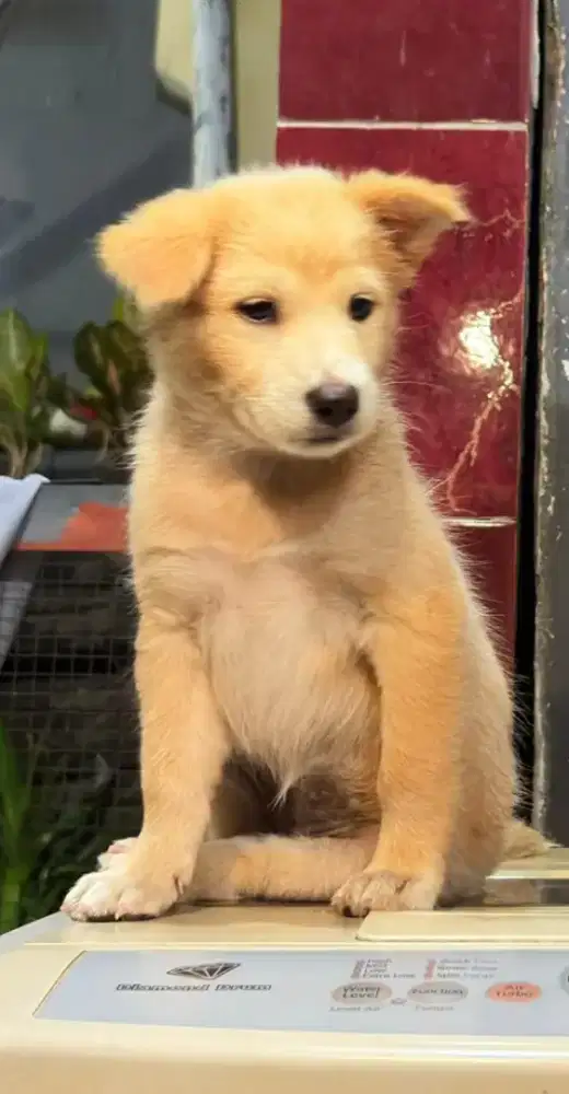 Golden mix kintamani murmer