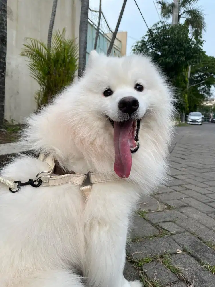 Dijual Anjing Samoyed