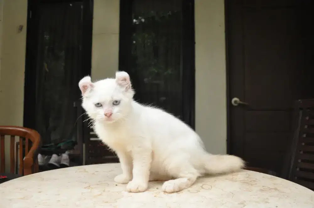 American curl jantan