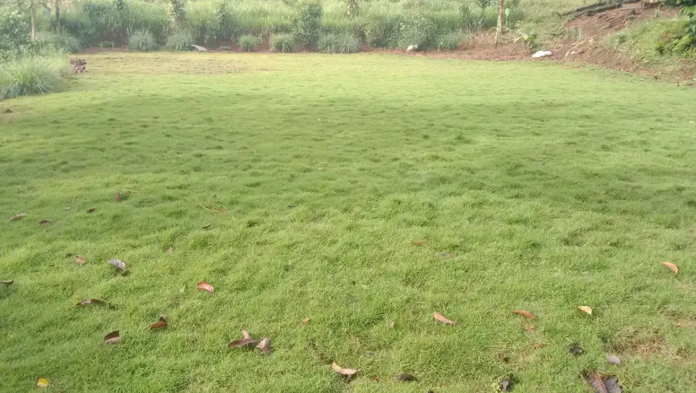 Rumput taman . Rumput jepang .