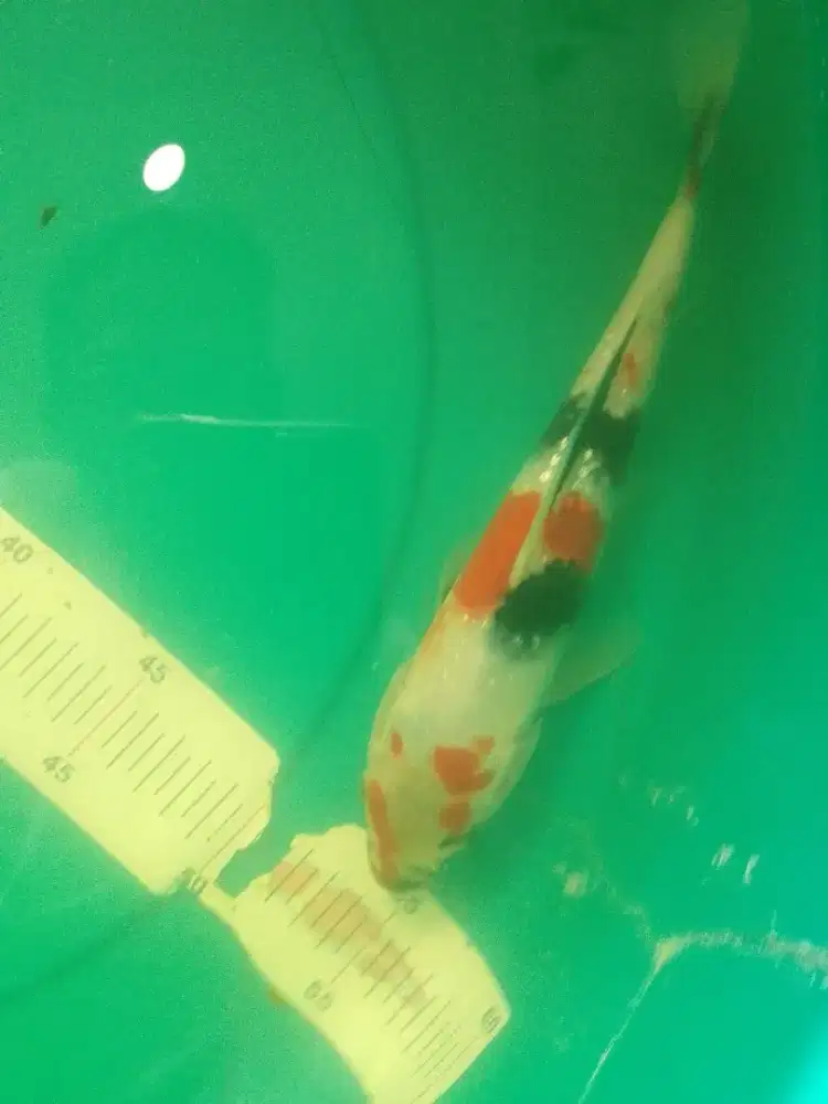 Ikan koi jenis Showa Ginrin 29cm