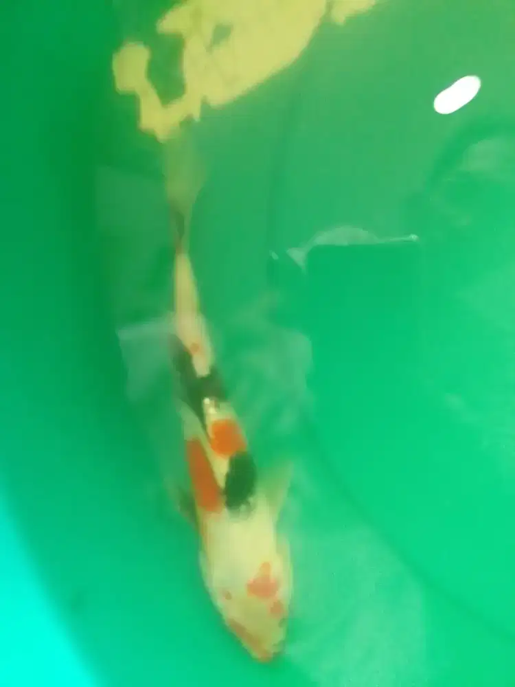 Ikan koi jenis Showa Ginrin 29cm