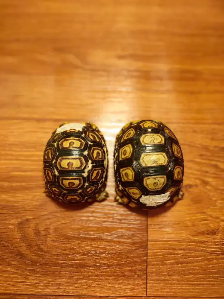 Pardalis Baby 6,5cm sehat makan rakus bukan Sulcata