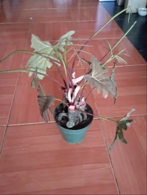 Pajangan Tanaman Sintetis + Pot