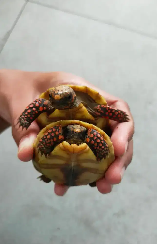 kura darat redfoot 6,5-7cm hidung plong makan rakus