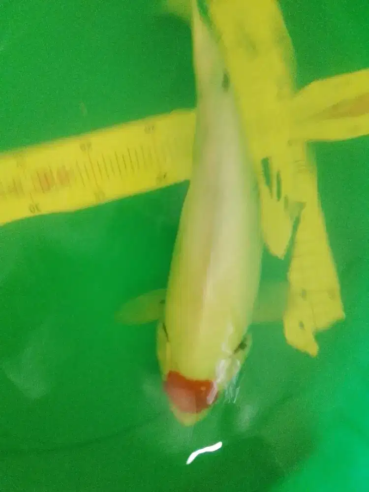 Ikan koi jenis Tancho Showa 41cm pola masih Tategoi