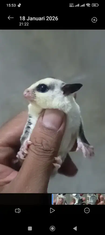 Sugar glider Joey White face betina