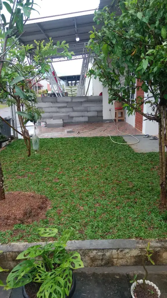 Jual rumput gaja mini dan rumput jepang