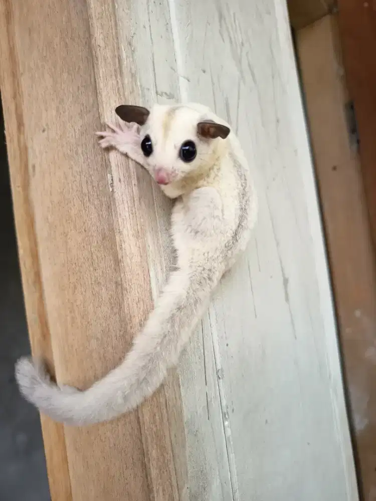 Sugar Glider Joey platinum jantan