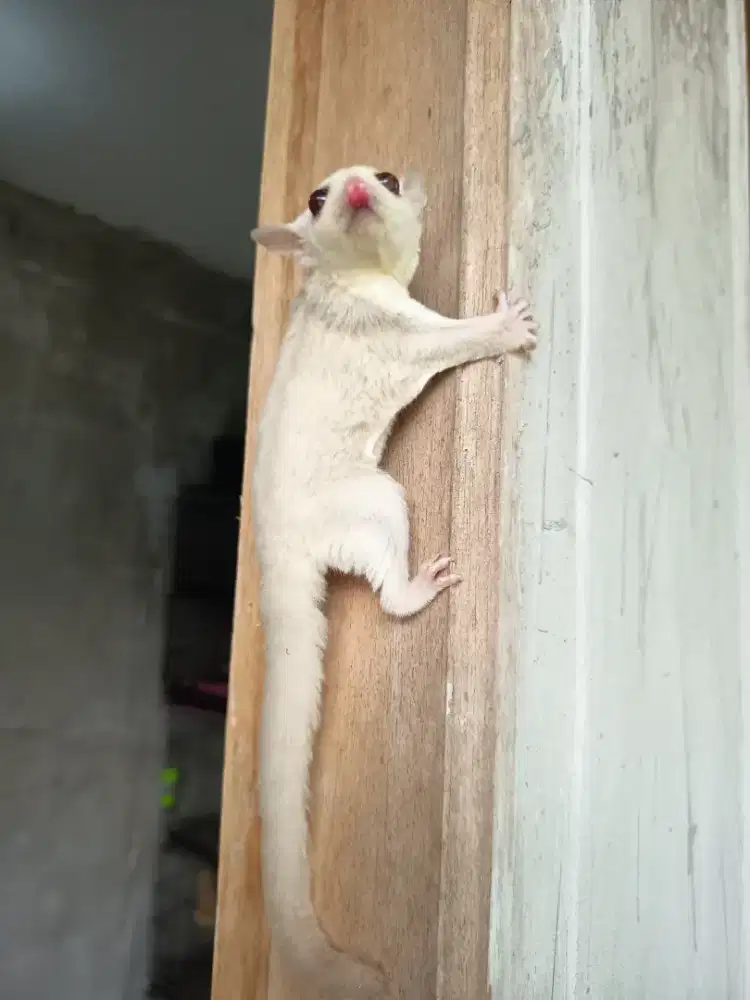 Sugar Glider Joey cremino betina