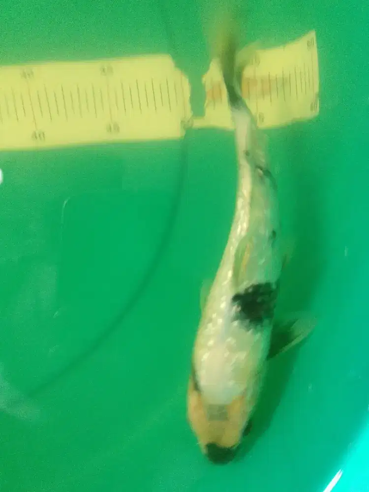Ikan koi jenis Shiro Ginrin 25cm