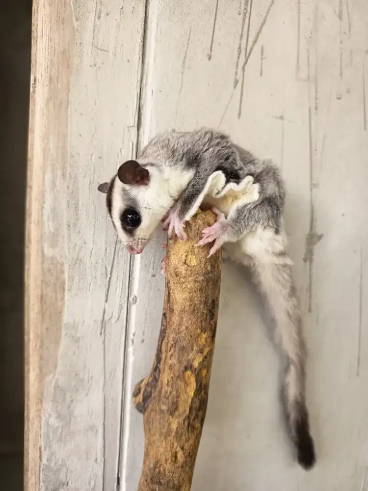 Sugar glider betina WF het leu cream