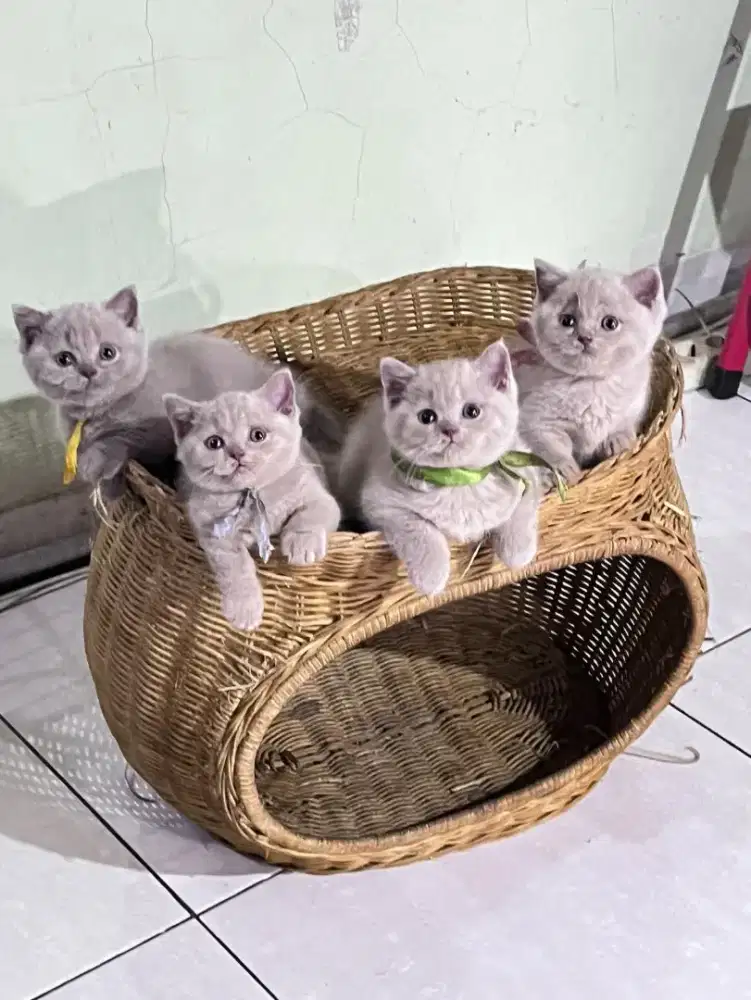 MUNCHKIN CEBOL FAWN & NS