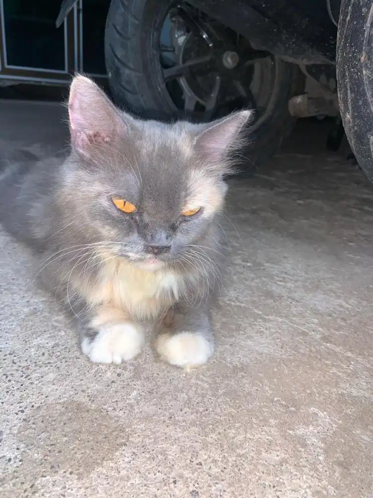 Kucing persia 9 bulan