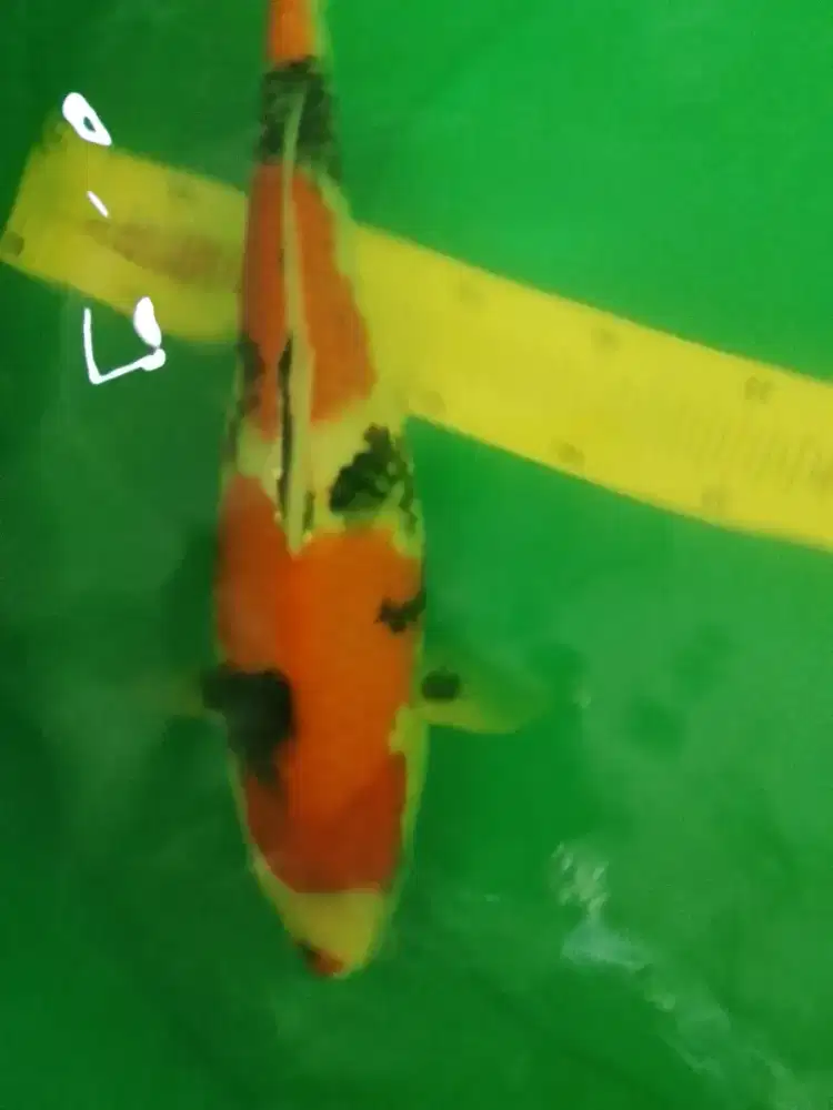 Ikan koi jenis Showa 40cm pola bagus