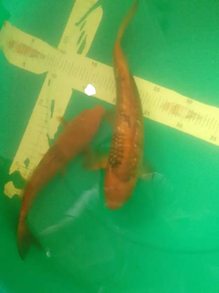 Ikan koi jenis Kawarimono 26-29cm antik
