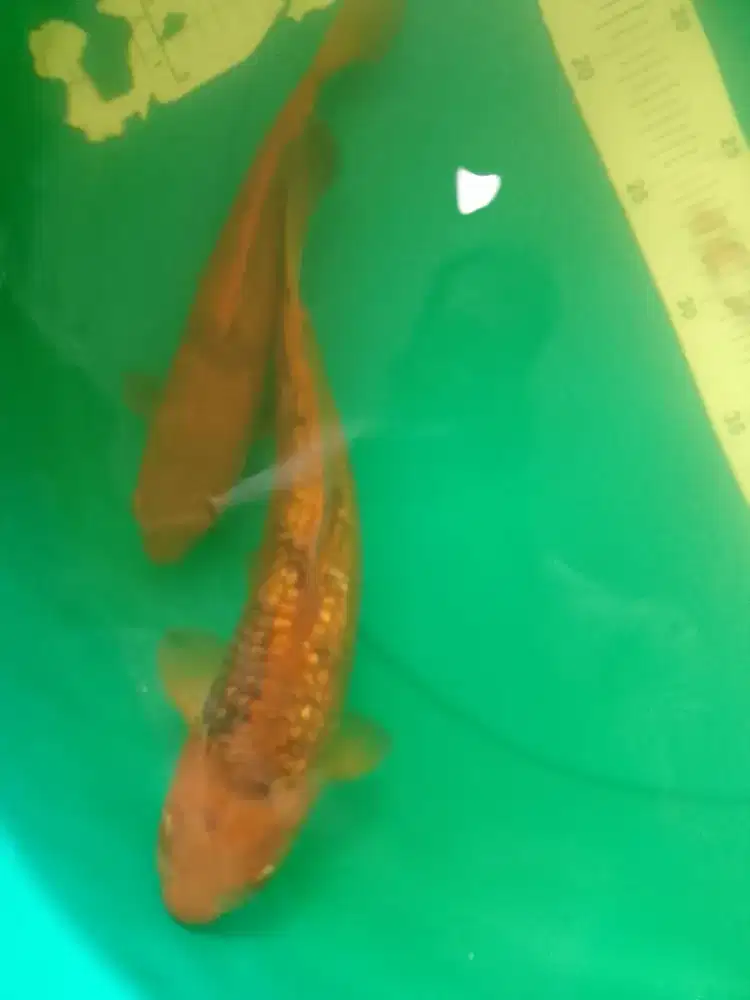 Ikan koi jenis Kawarimono 26-29cm antik