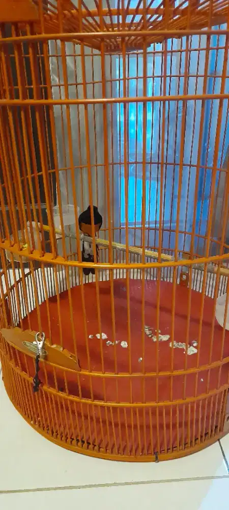 Murai Ternakan murai batu