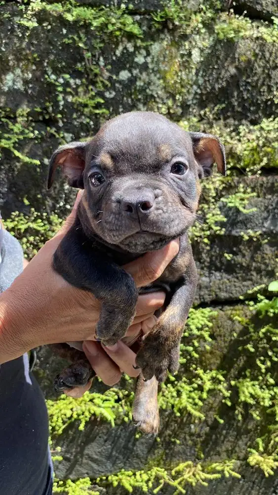 Anjing american bully