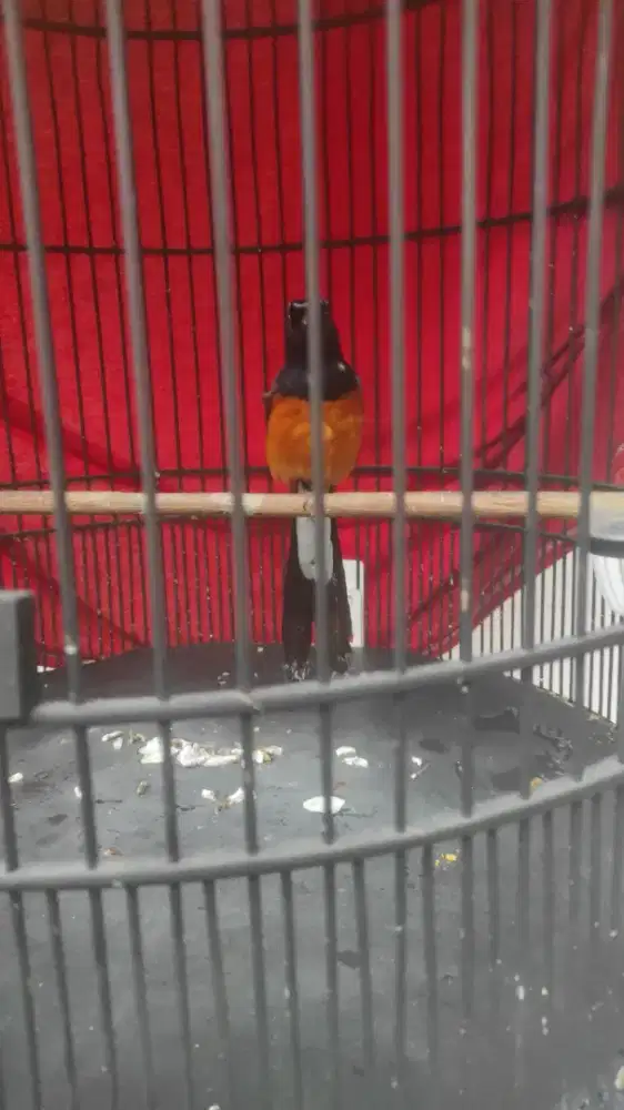 Murai prestasi bunyi 24jam full set