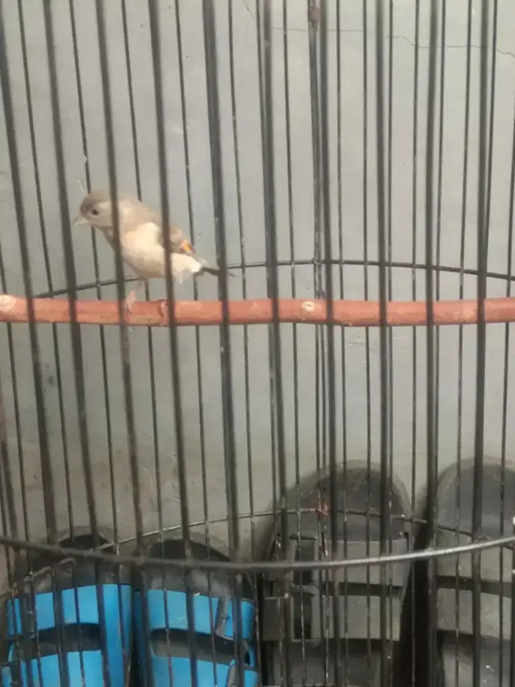 Redsiskin dilute jantan Rajin bunyi