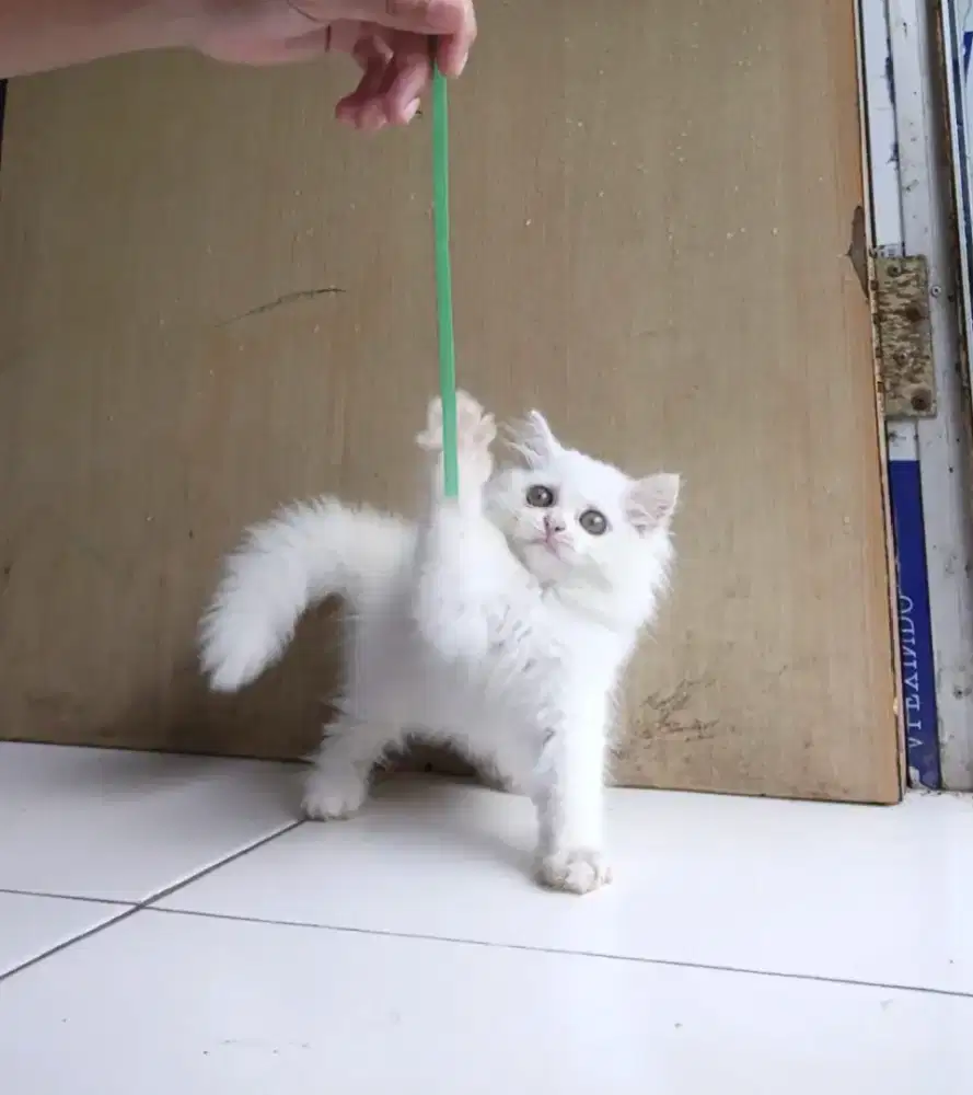 Kitten Norwegian white solid