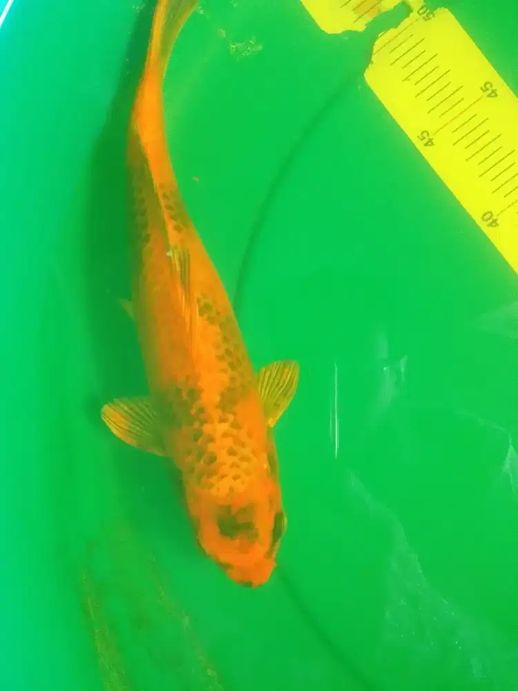 Ikan koi jenis Hikari Utsurimono 33cm