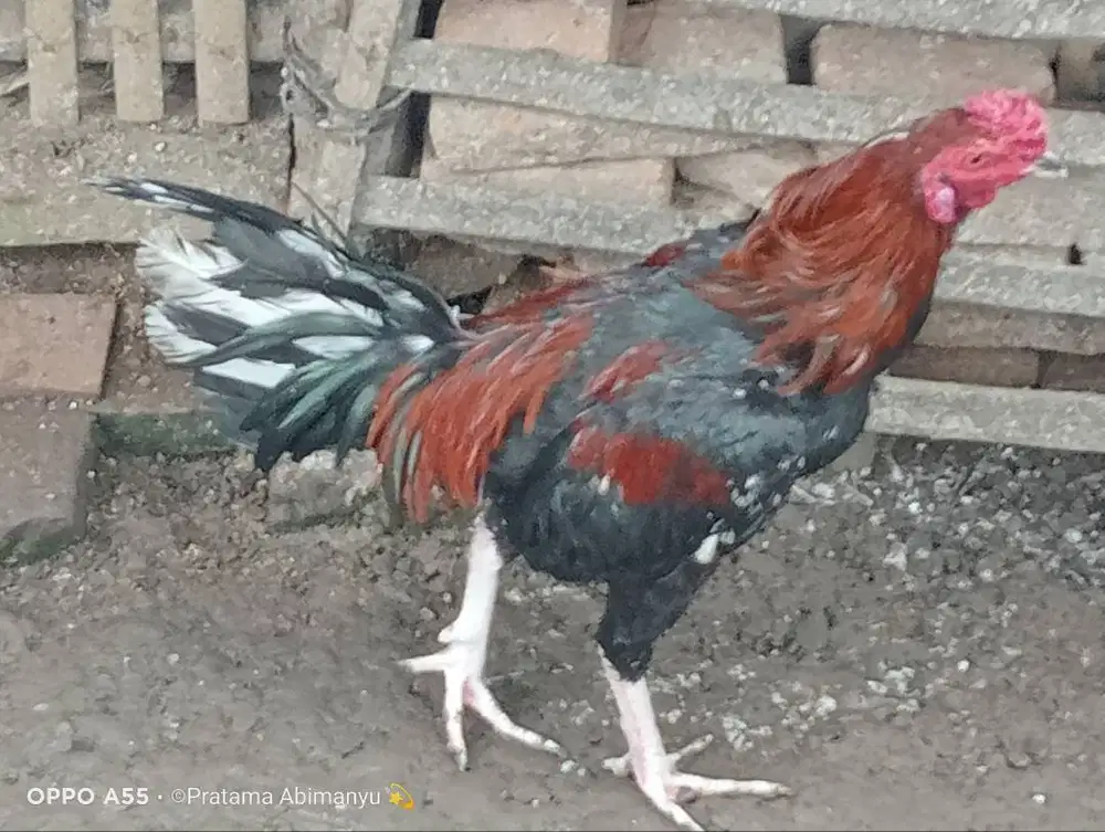 Ayam Bangkok Purworejo