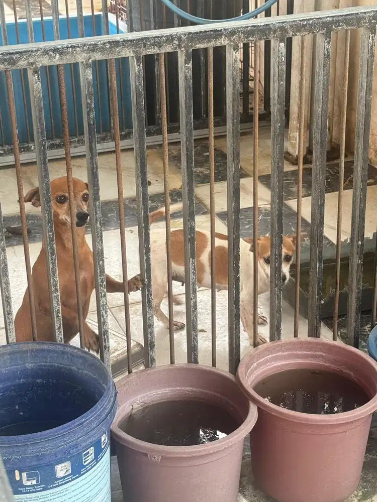 Jual anjing kecil sehat jinak type totol sapi