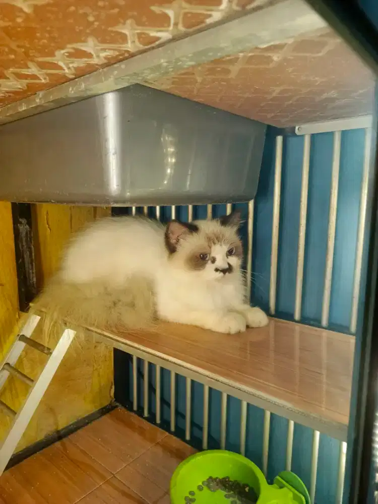 Ragdoll betina 11bulan bulu kapas