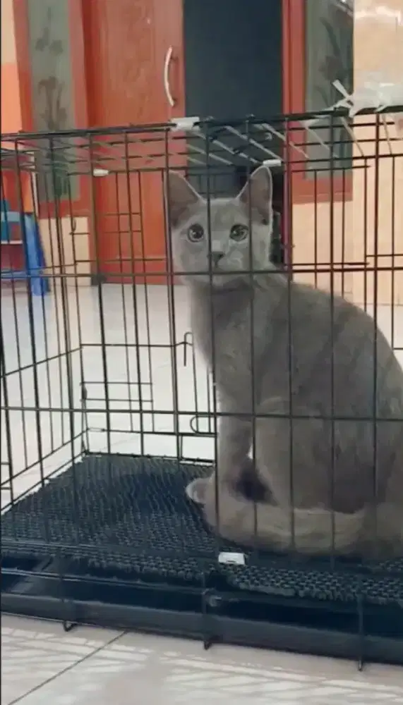 Kucing busok manis jantan usia 4,5bulanan