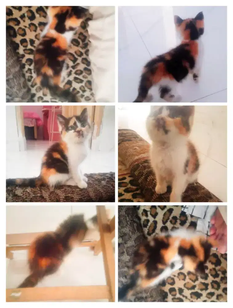 Kitten pmed kapet aktif lincah pup dipasir makan dryfood cod blh