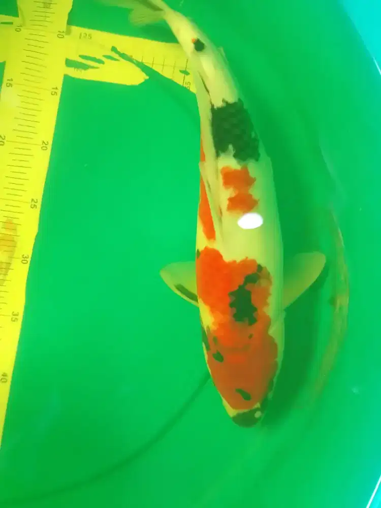 Ikan koi jenis Showa 42cm warna merah