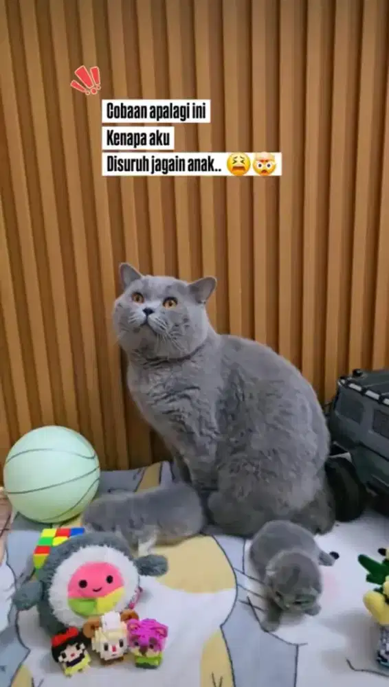 Lowongan kerja catgirl