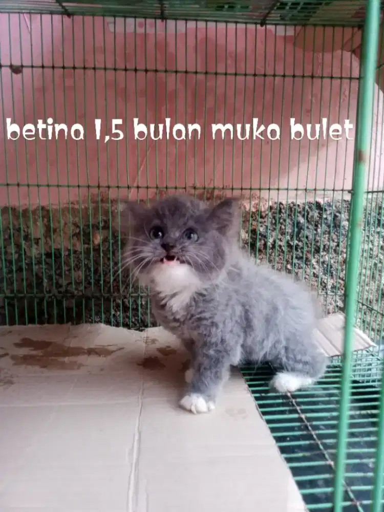 Kucing Persia mix bsh