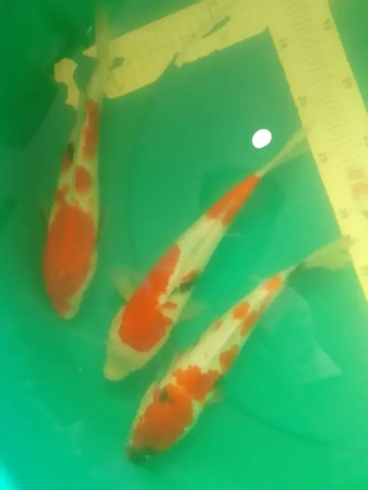 Ikan koi jenis Showa 28cm grade A