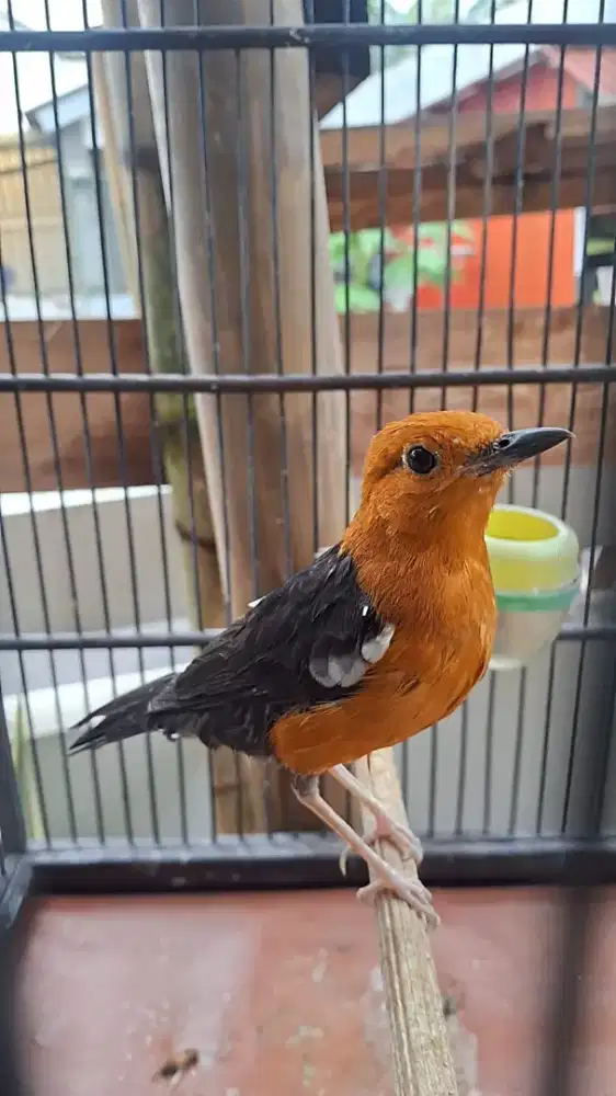 anis merah am n kandang