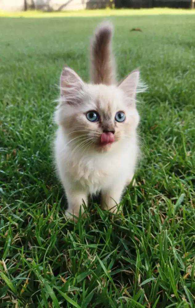 Kitten Bsh mix Himalayan