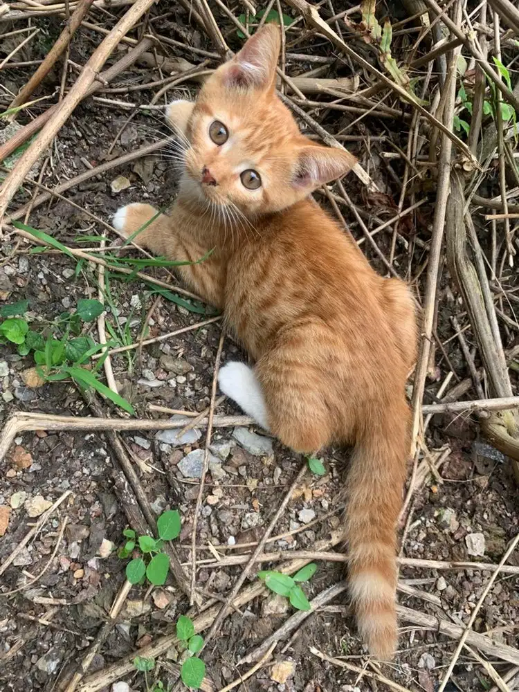 Kucing persia anak kan