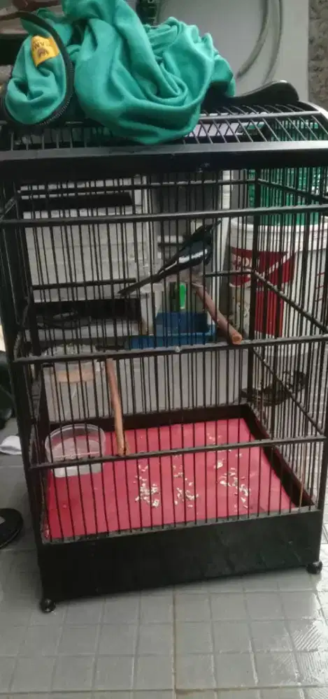 Di jual burung kacer jabar gacor fs