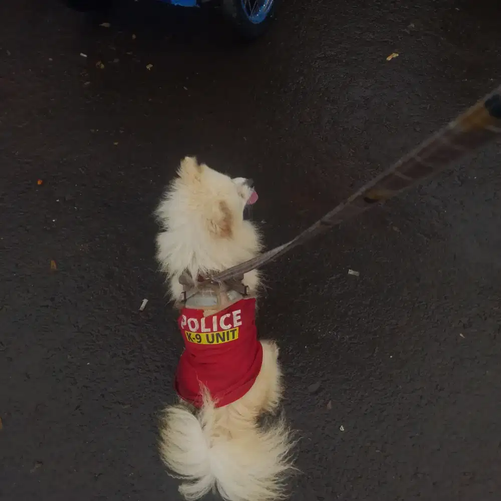 Minipom usia 10 bulan