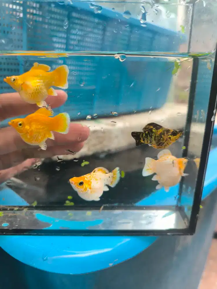 Molly Gold Leopard Jumboan